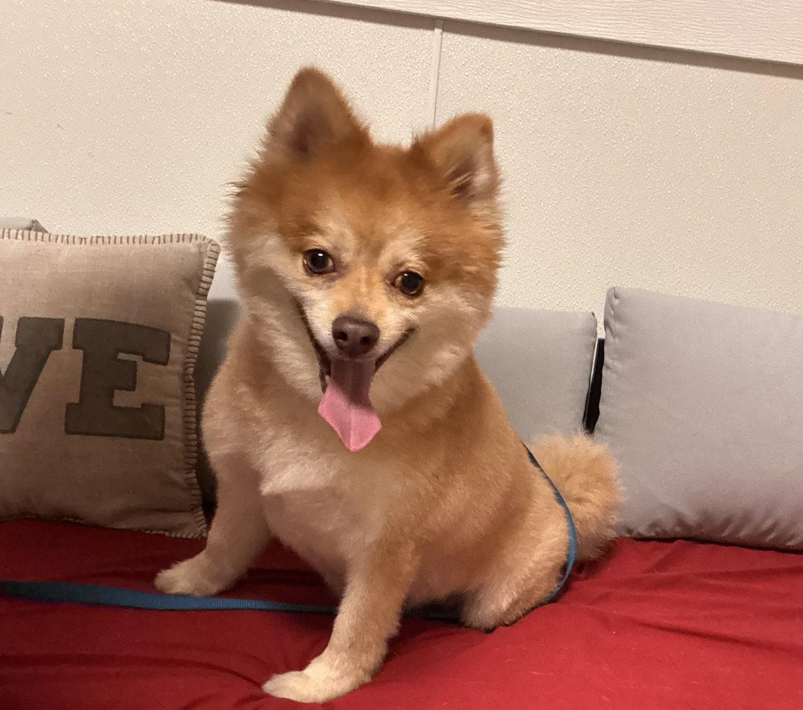 Enlarge Shadow FH, a Adoptable mixed breed in Sanford, FL image 1/3