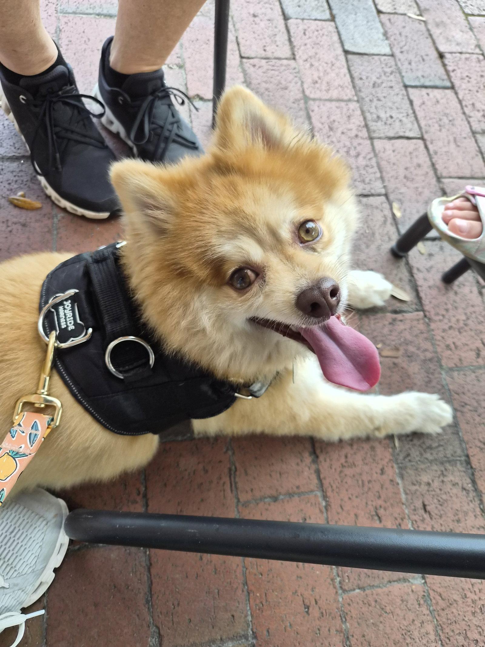Enlarge Shadow FH, a Adoptable mixed breed in Sanford, FL image 2/3