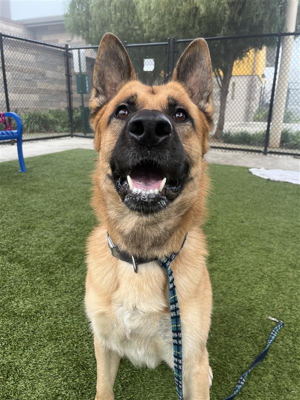 Cody, Adoptable, Adult Male German Shepherd Dog.