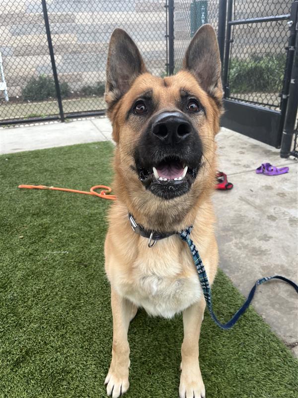 Cody, Adoptable, Adult Male German Shepherd Dog.