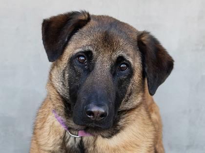 Maggie, a Adoptable mixed breed in Longmont, CO image 1/2