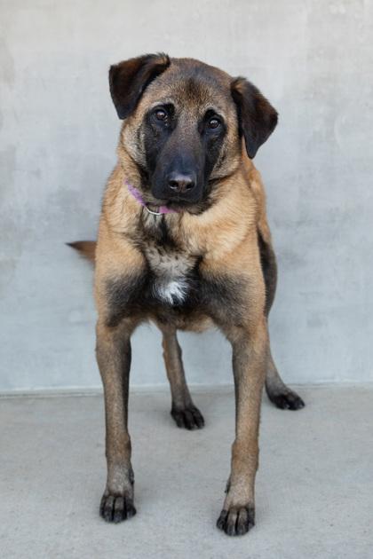 Maggie, a Adoptable mixed breed in Longmont, CO image 2/2