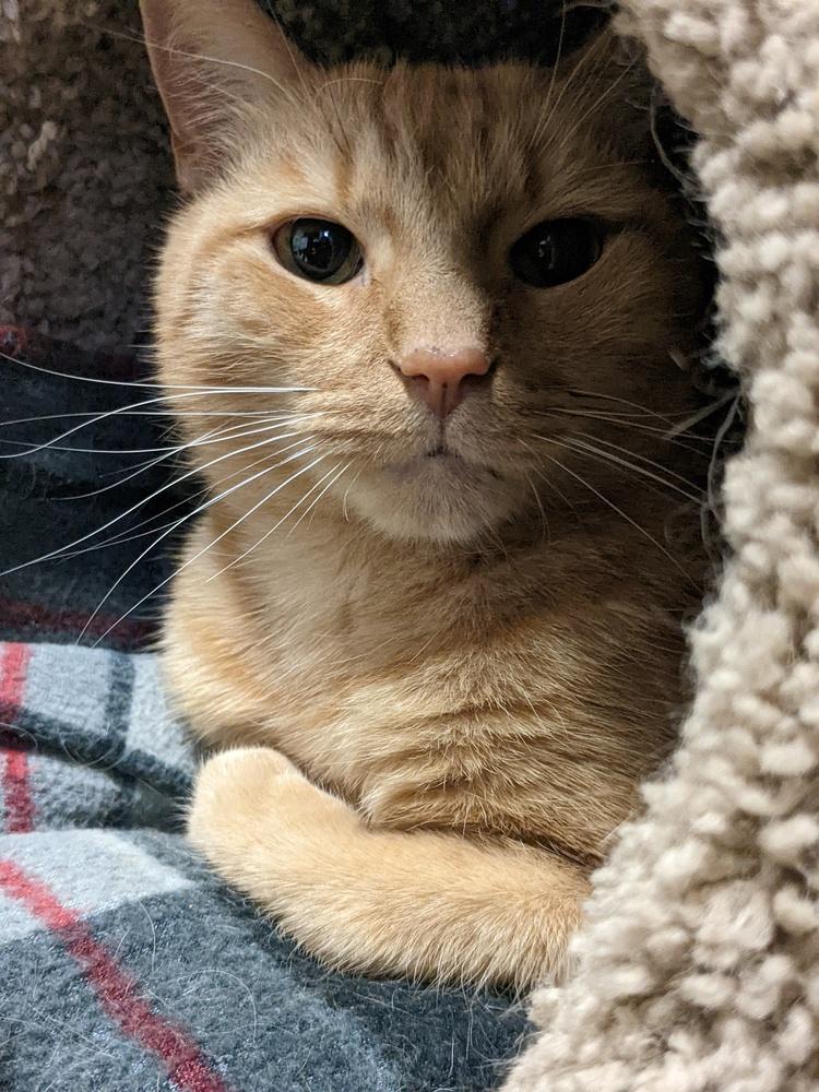 Zeppelin, Adoptable, Adult Male Domestic Short Hair & Tabby.