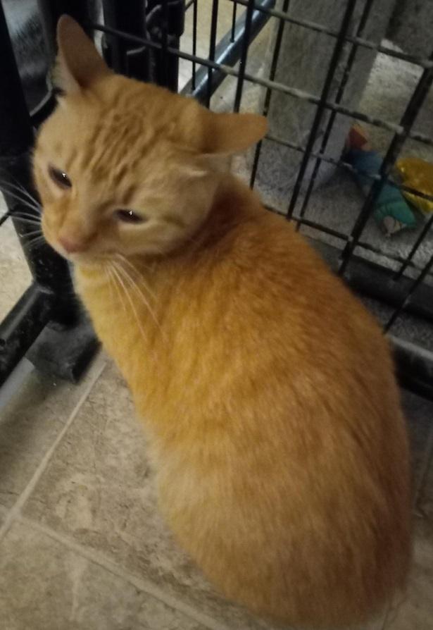 Zeppelin, a Adoptable mixed breed in Safety Harbor, FL image 2/6