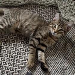 Wayne, Adoptable, Kitten Male Domestic Short Hair.