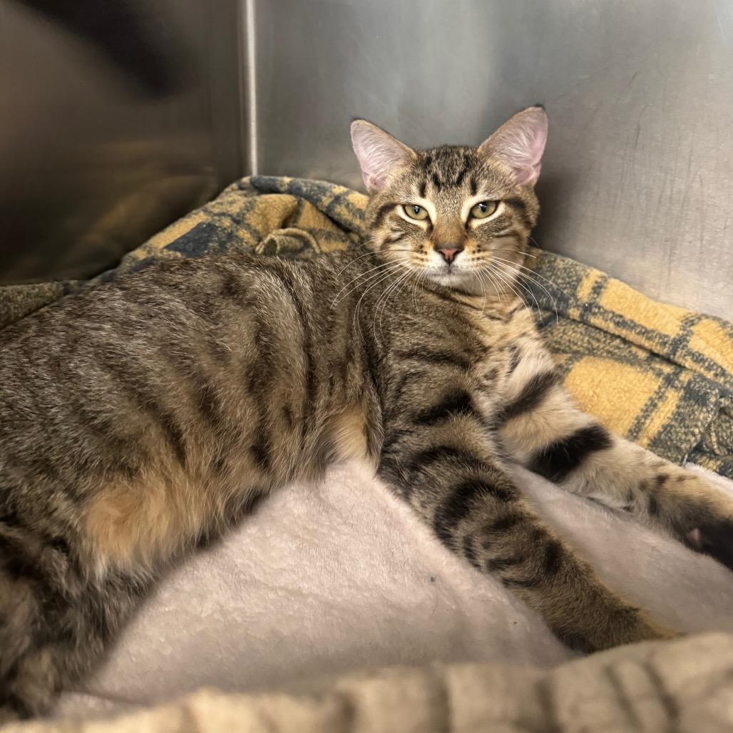 Enlarge Wayne, a Adoptable Domestic Short Hair in West Palm Beach, FL image 2/6