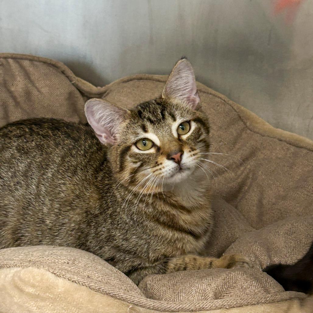 Enlarge Wayne, a Adoptable Domestic Short Hair in West Palm Beach, FL image 3/6