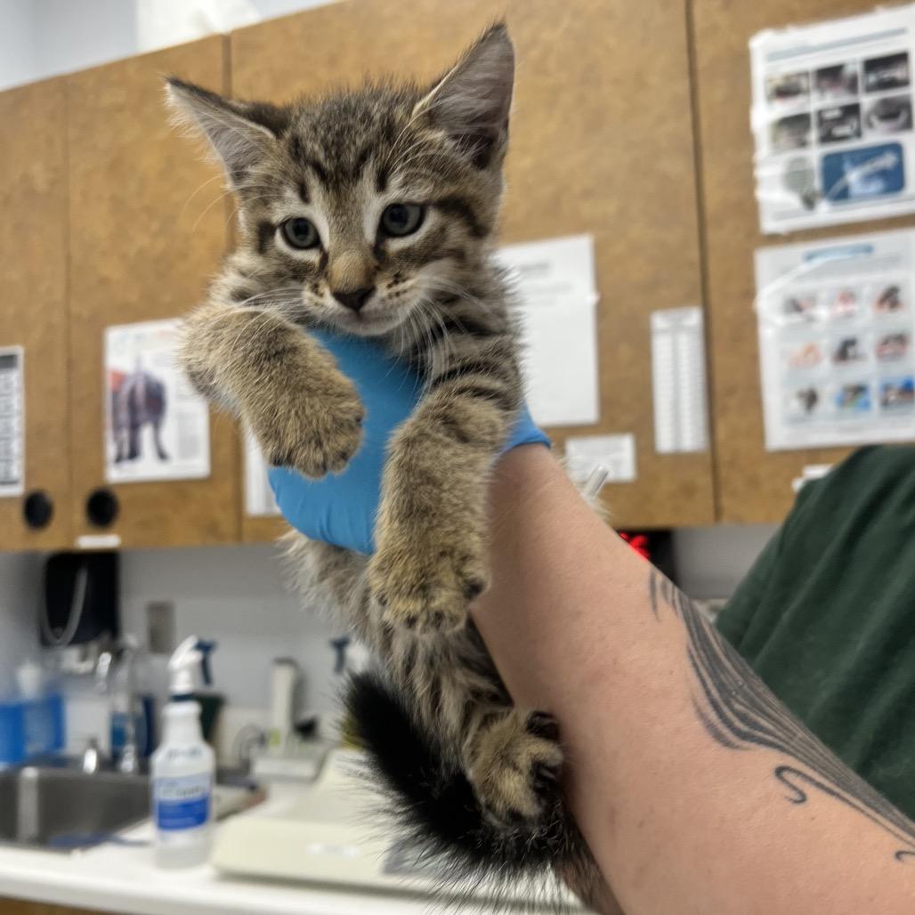 Enlarge Wayne, a Adoptable Domestic Short Hair in West Palm Beach, FL image 4/6
