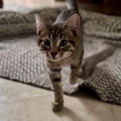 Enlarge Wayne, a Adoptable Domestic Short Hair in West Palm Beach, FL image 5/6