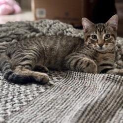 Enlarge Wayne, a Adoptable Domestic Short Hair in West Palm Beach, FL image 6/6