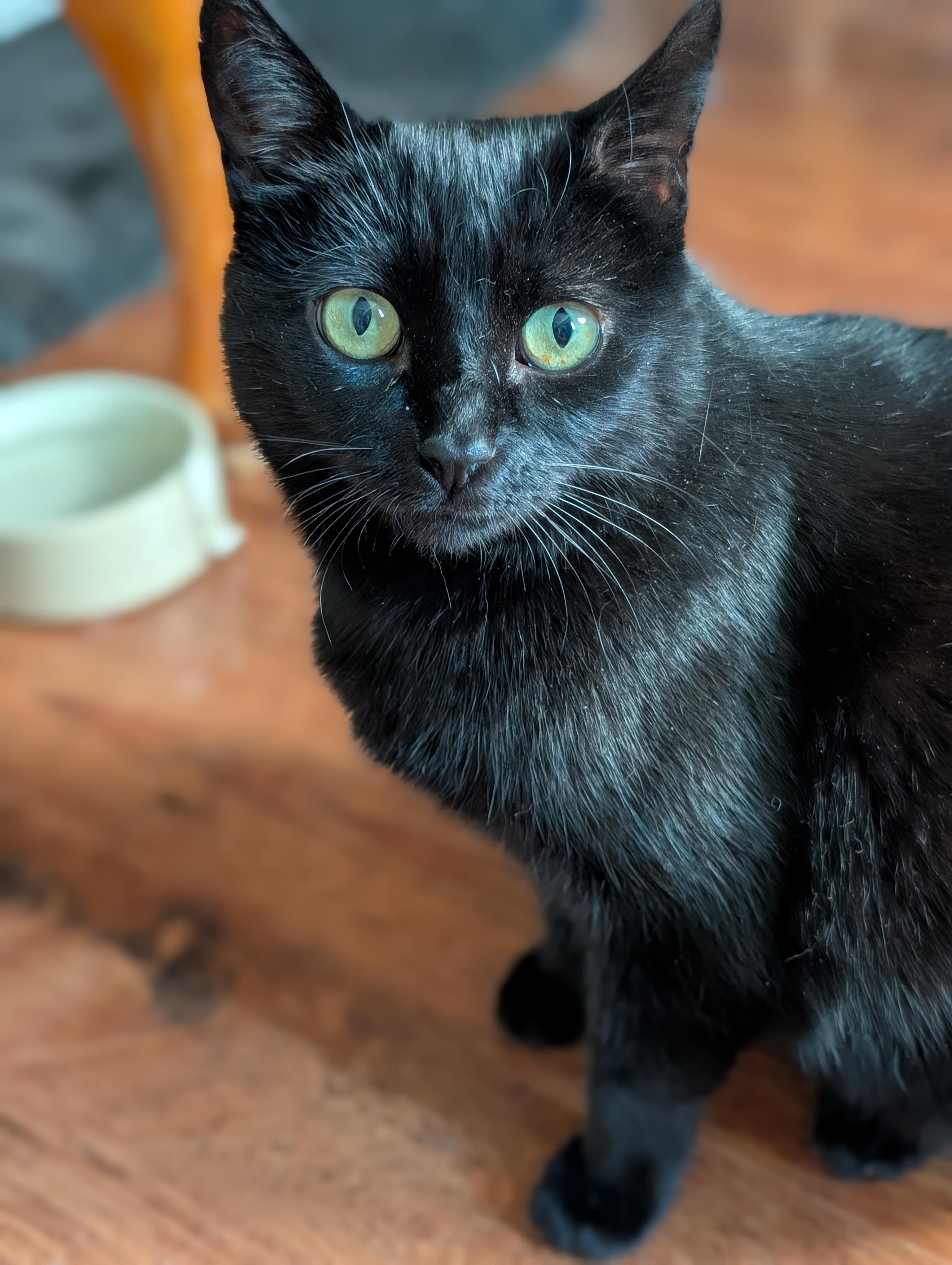 IRIS, a Adoptable Domestic Short Hair in Tillsonburg, ON image 6/6