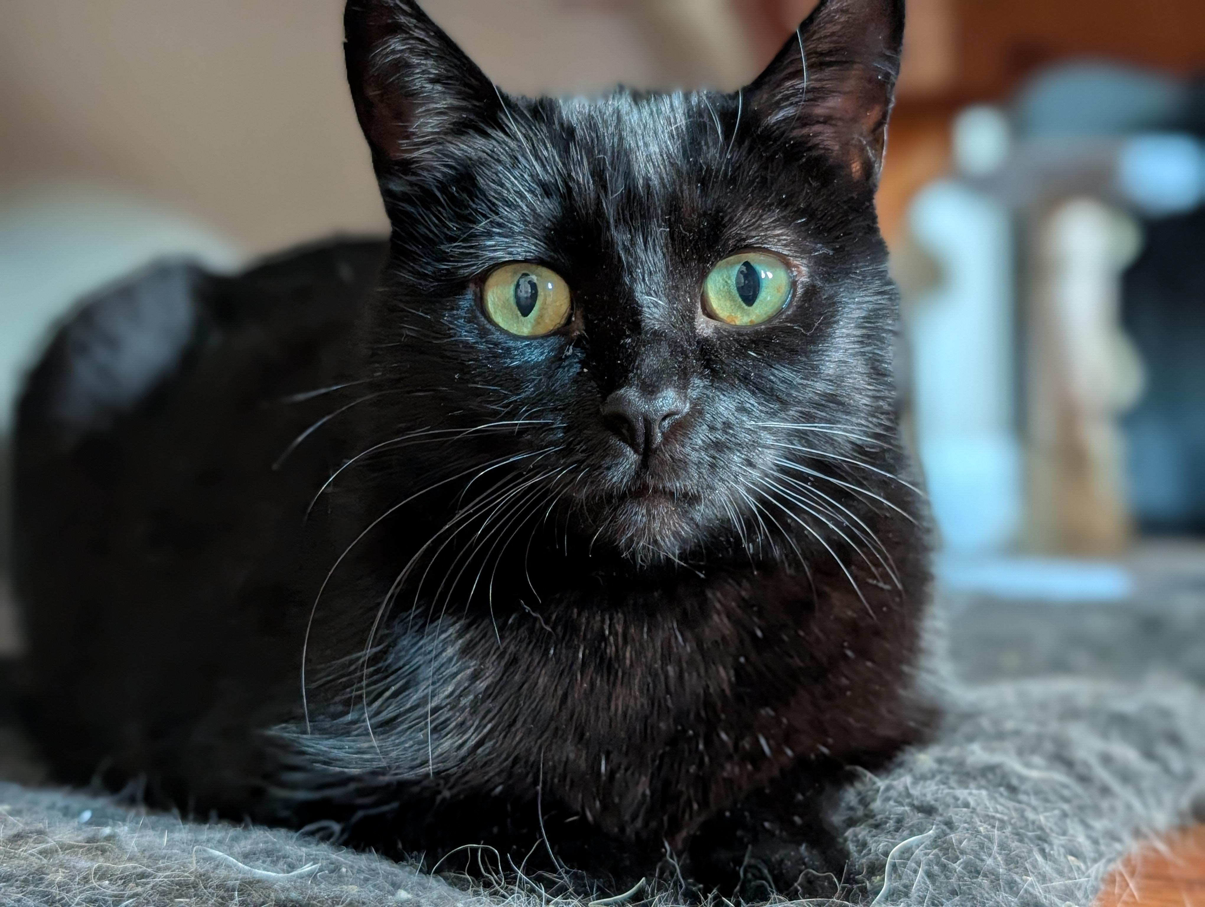 IRIS, a Adoptable Domestic Short Hair in Tillsonburg, ON image 2/6