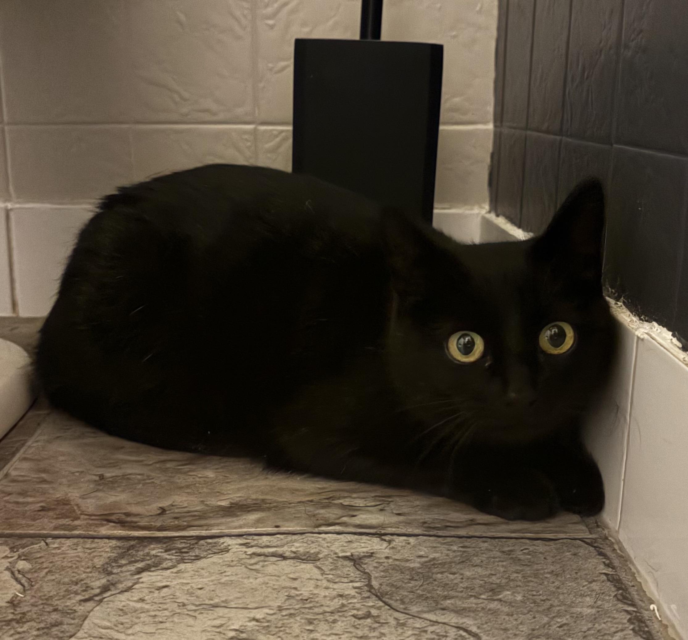 Enlarge IRIS, a Adoptable Domestic Short Hair in Tillsonburg, ON image 1/4