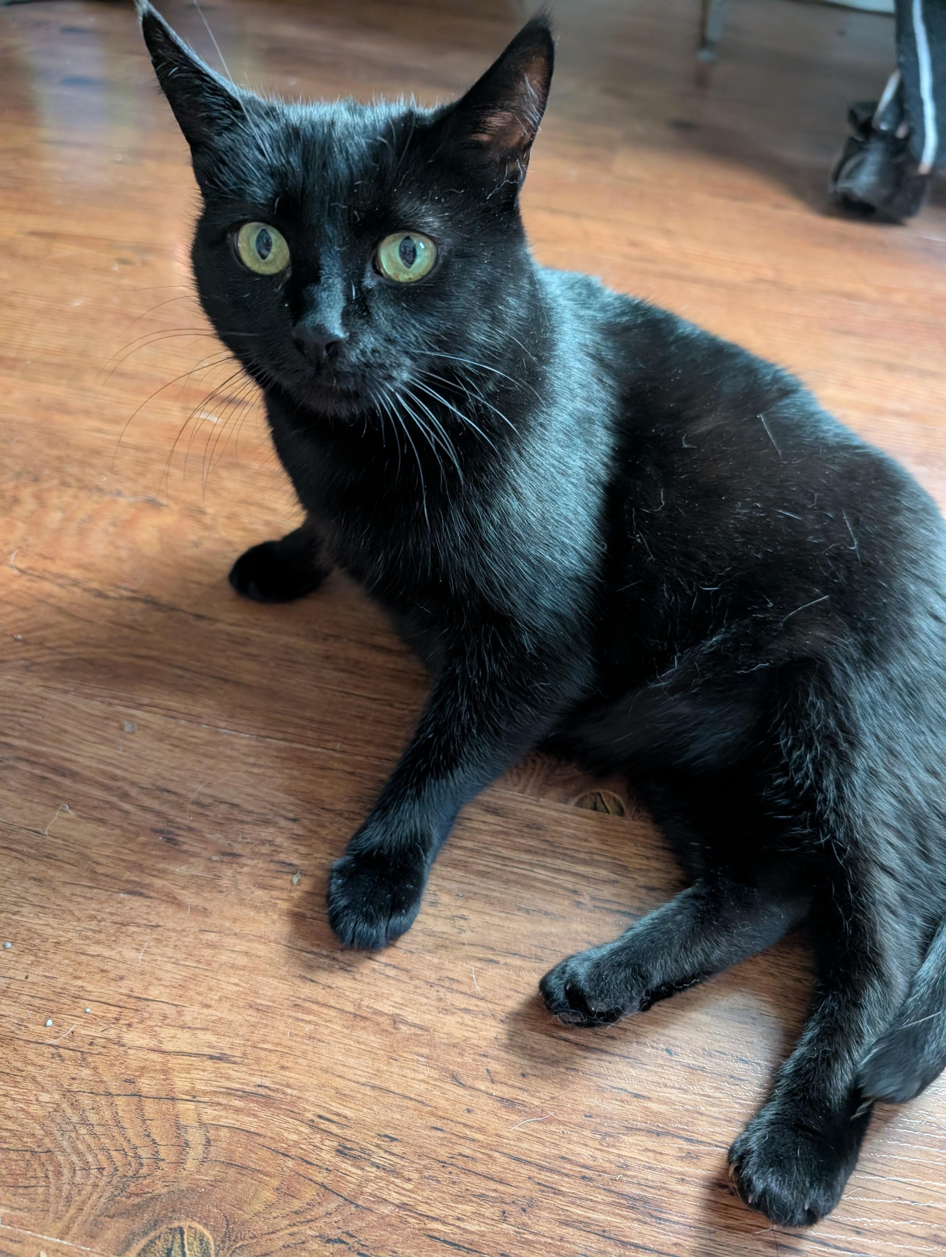 IRIS, a Adoptable Domestic Short Hair in Tillsonburg, ON image 4/6