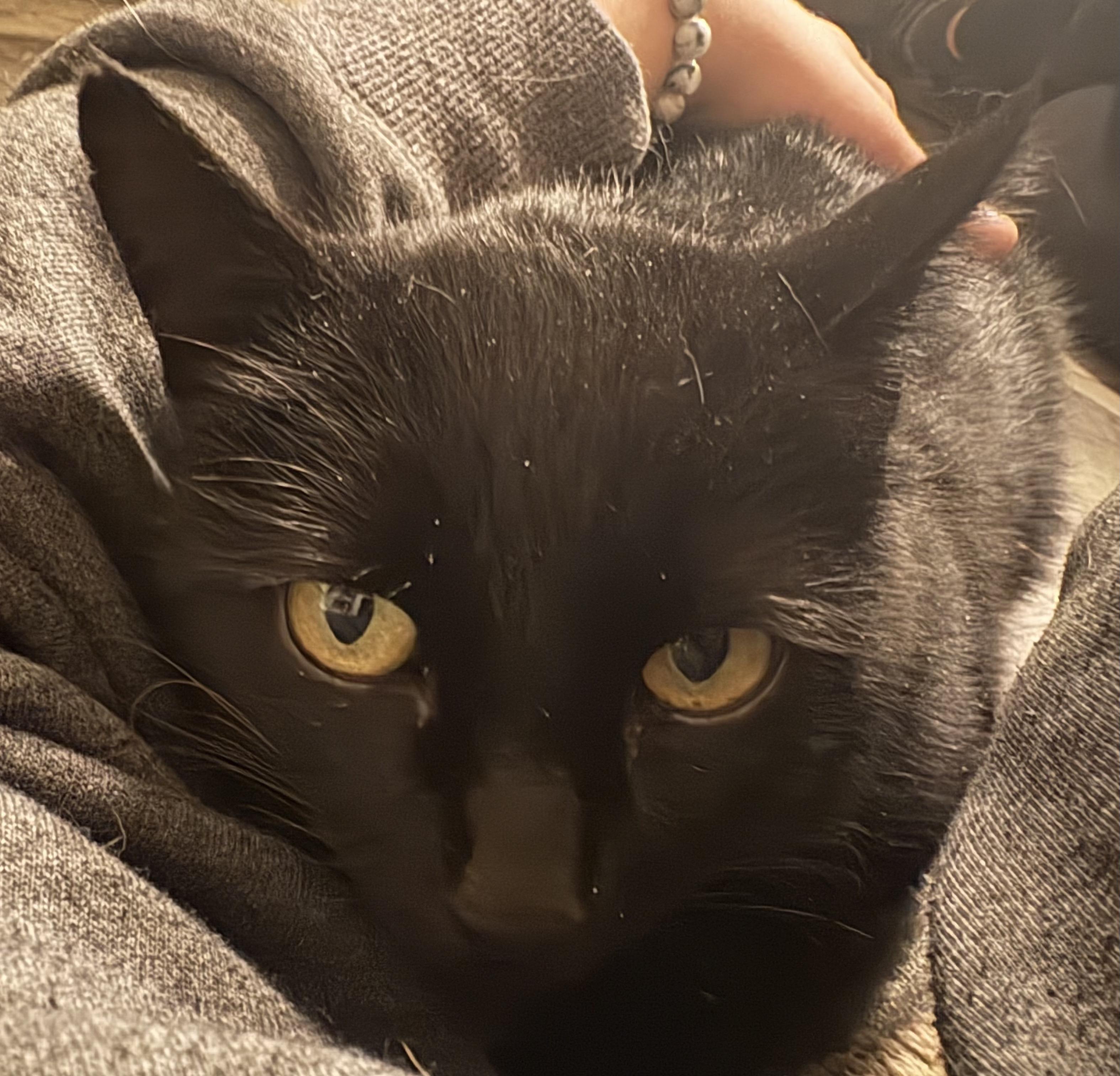 Enlarge IRIS, a Adoptable Domestic Short Hair in Tillsonburg, ON image 2/4