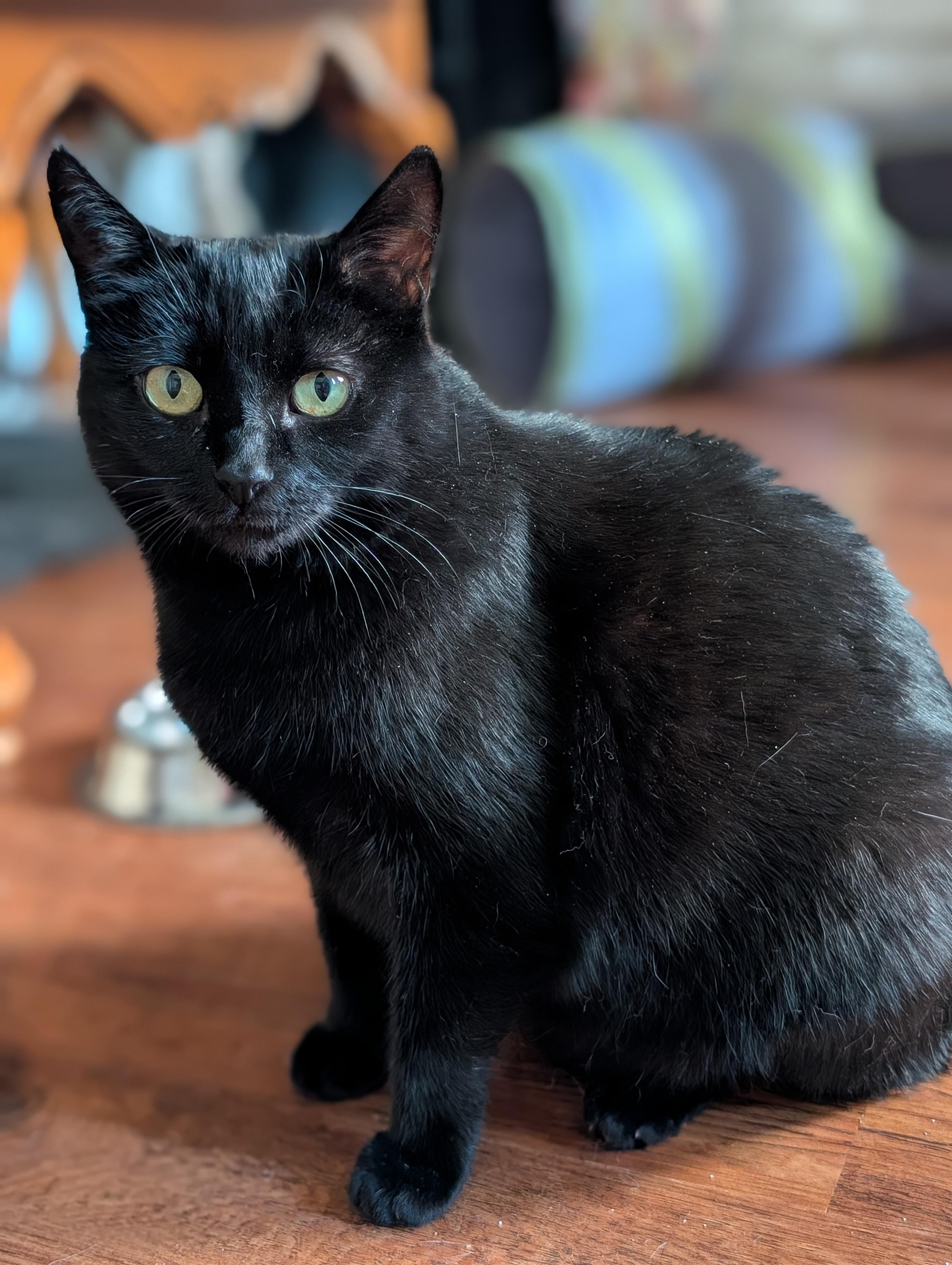 IRIS, a Adoptable Domestic Short Hair in Tillsonburg, ON image 5/6