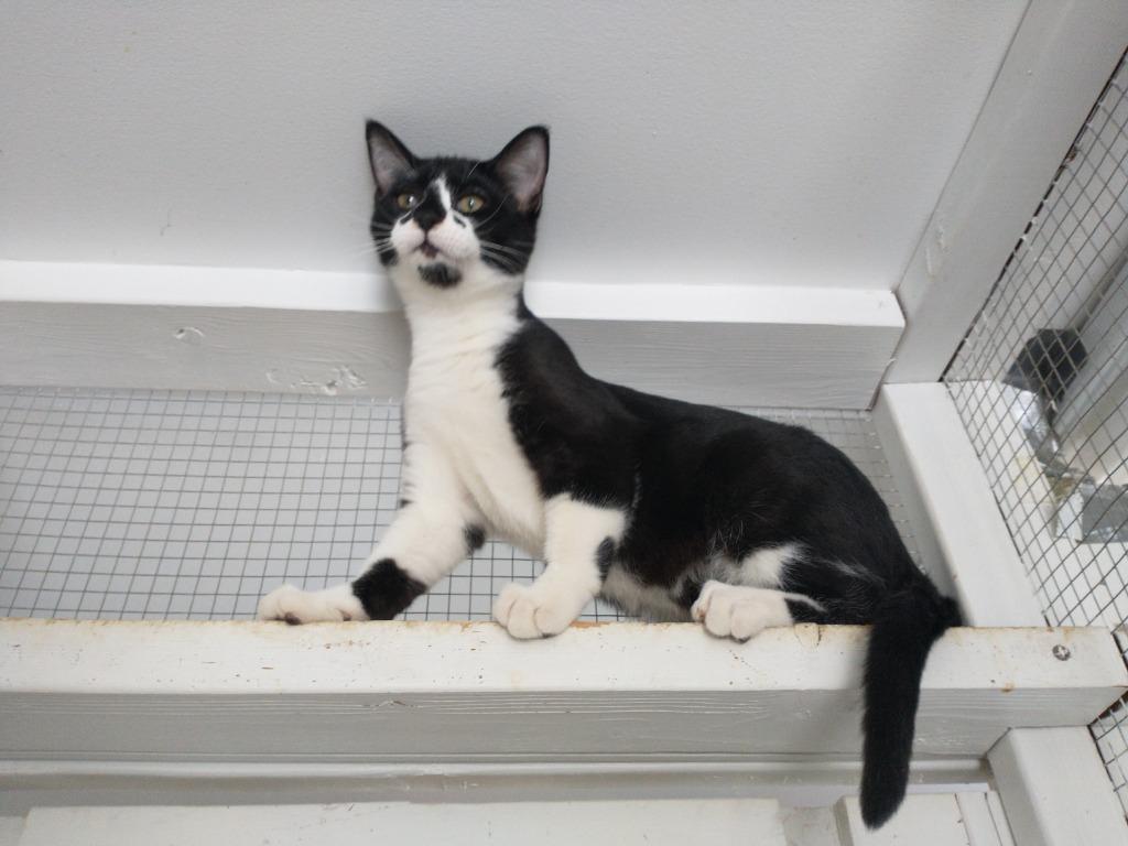 Bones, Adoptable, Kitten Male Domestic Short Hair.