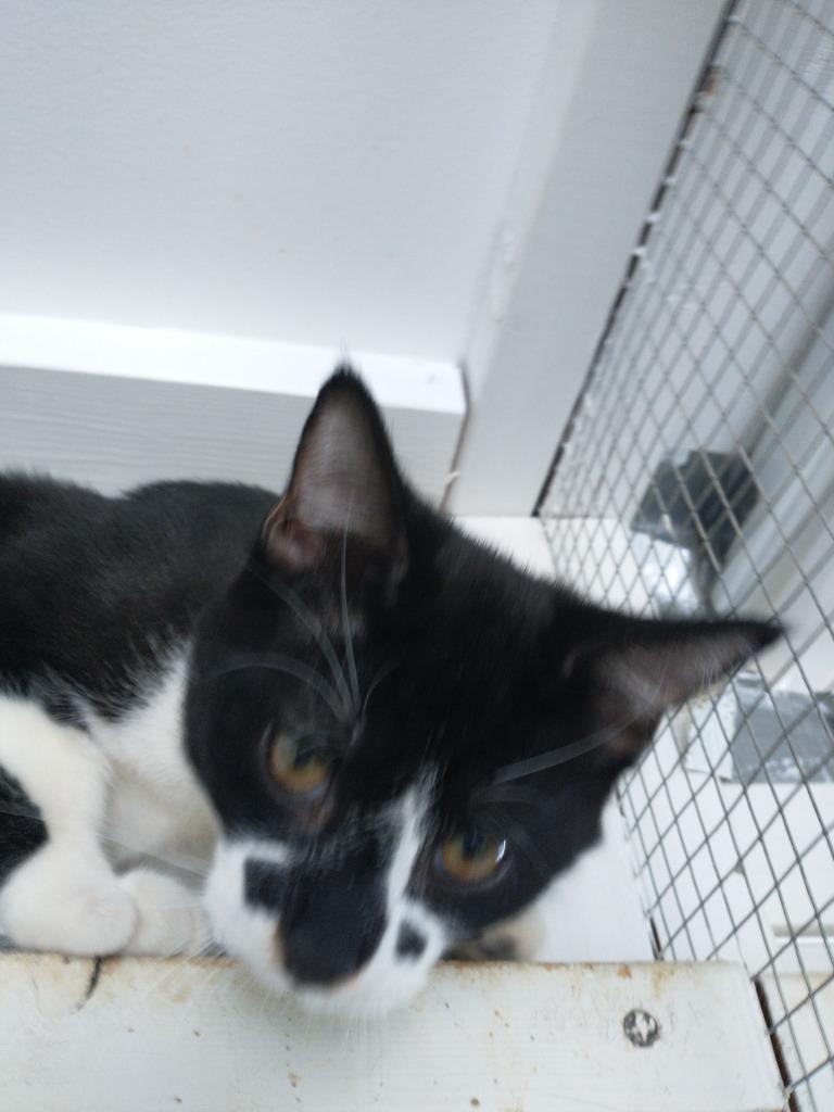 Bones, Adoptable, Kitten Male Domestic Short Hair.