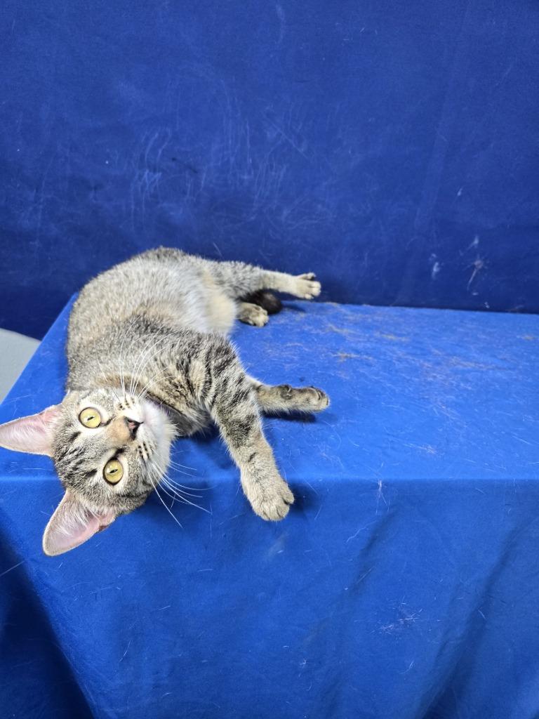 Enlarge Trophy Wife, a Adoptable American Shorthair in Ruston, LA image 2/3