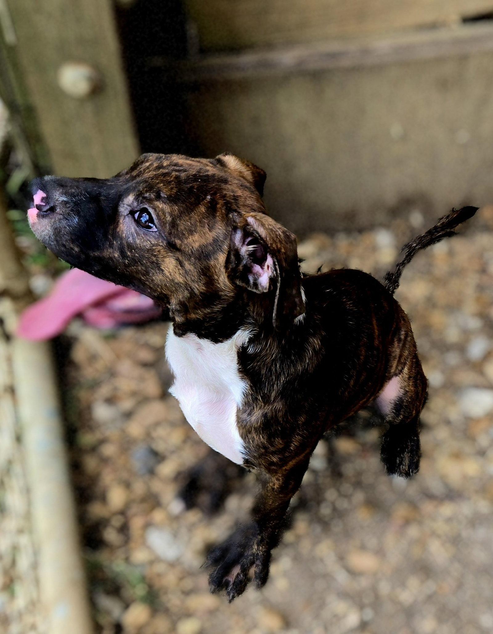 Rocko, Adoptable, Young Male Bullmastiff.