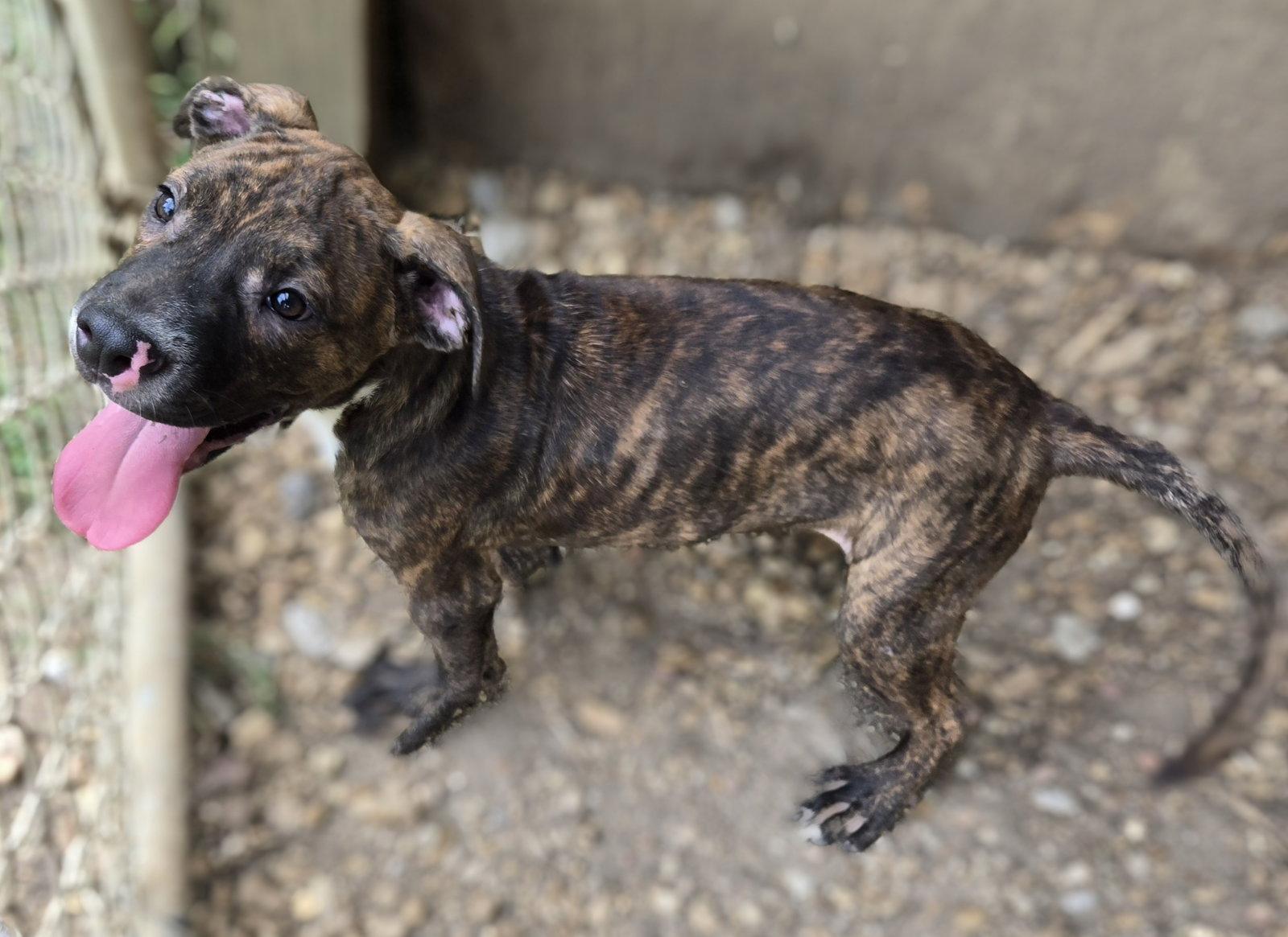 Enlarge Rocko, a Adoptable Bullmastiff in Jackson, MS image 2/3