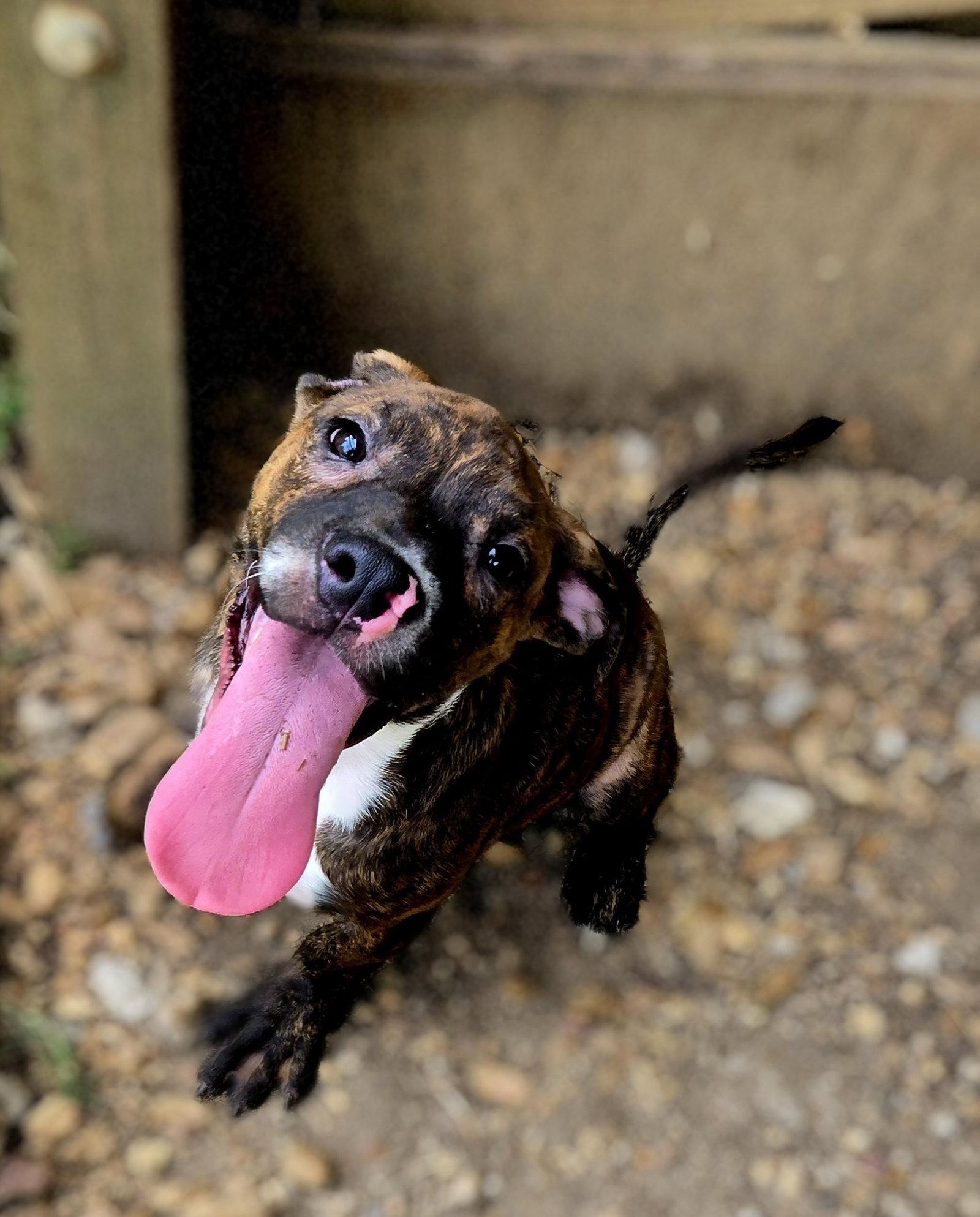 Enlarge Rocko, a Adoptable Bullmastiff in Jackson, MS image 3/3