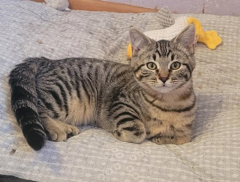 Espresso, a Adopted Domestic Medium Hair in Cedar Rapids, IA image 1/2