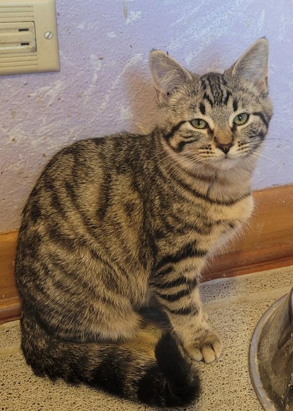 Espresso, a Adopted Domestic Medium Hair in Cedar Rapids, IA image 2/2