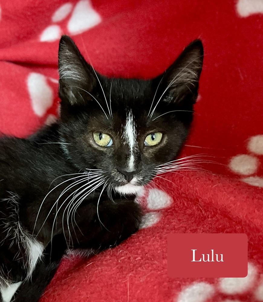 Lulu, Adoptable, Kitten Female Domestic Short Hair.