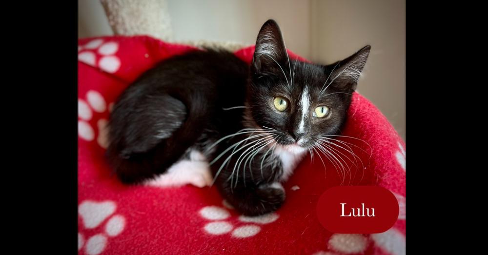 Enlarge Lulu, a Adoptable Domestic Short Hair in Chalfont, PA image 2/6