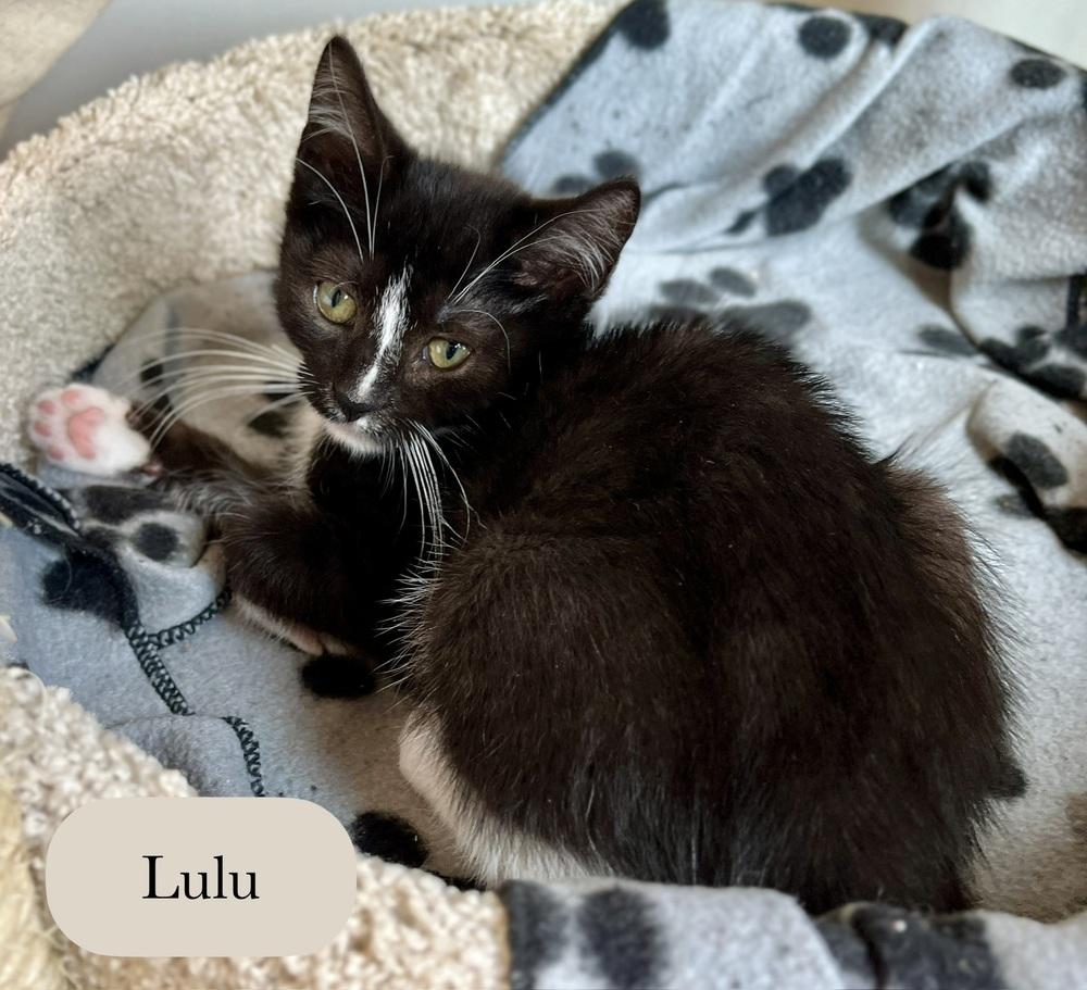 Enlarge Lulu, a Adoptable Domestic Short Hair in Chalfont, PA image 3/6