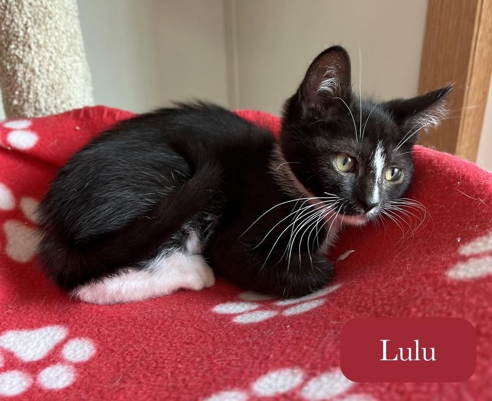 Enlarge Lulu, a Adoptable Domestic Short Hair in Chalfont, PA image 4/6