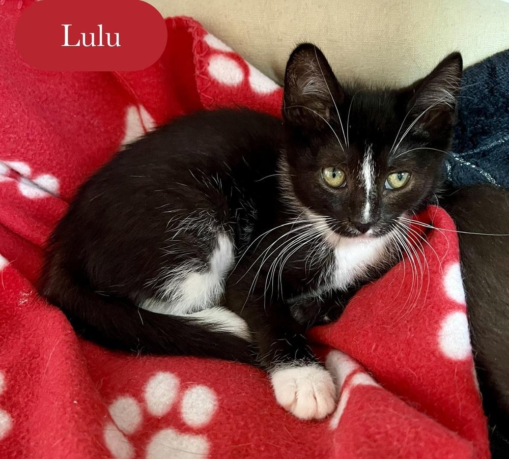 Enlarge Lulu, a Adoptable Domestic Short Hair in Chalfont, PA image 5/6