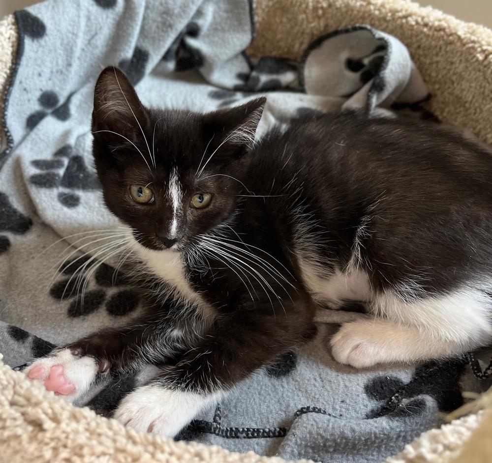 Enlarge Lulu, a Adoptable Domestic Short Hair in Chalfont, PA image 6/6