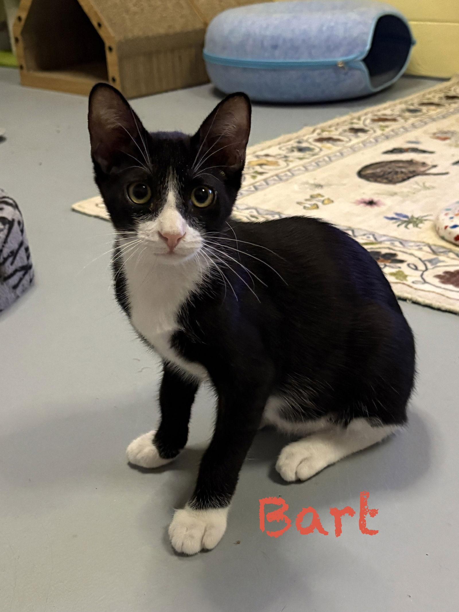 Bart bonded with Simpson, Adoptable, Young Male Domestic Short Hair.