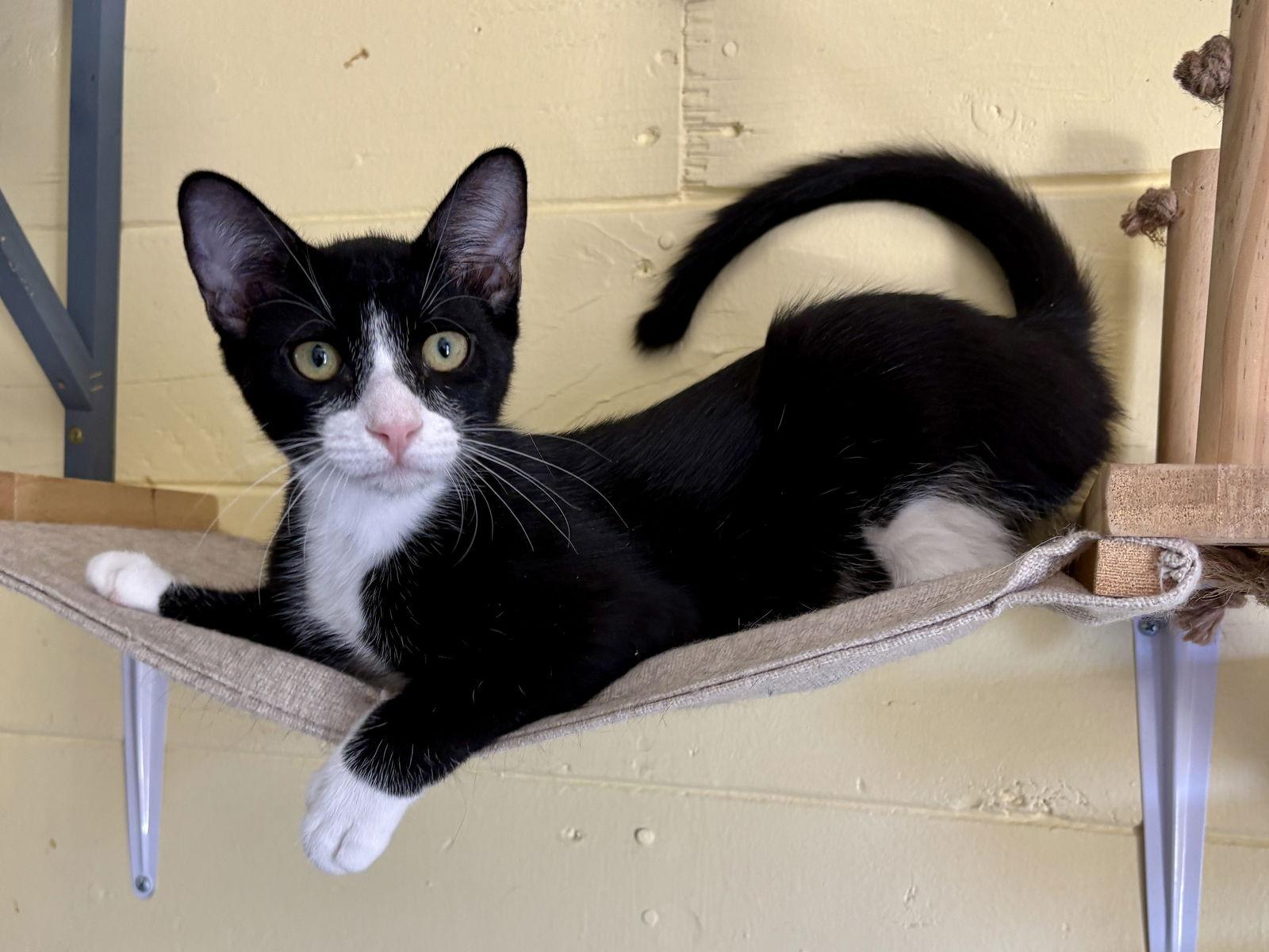 Enlarge Bart, a Adoptable Domestic Short Hair in Phoenix, AZ image 1/3