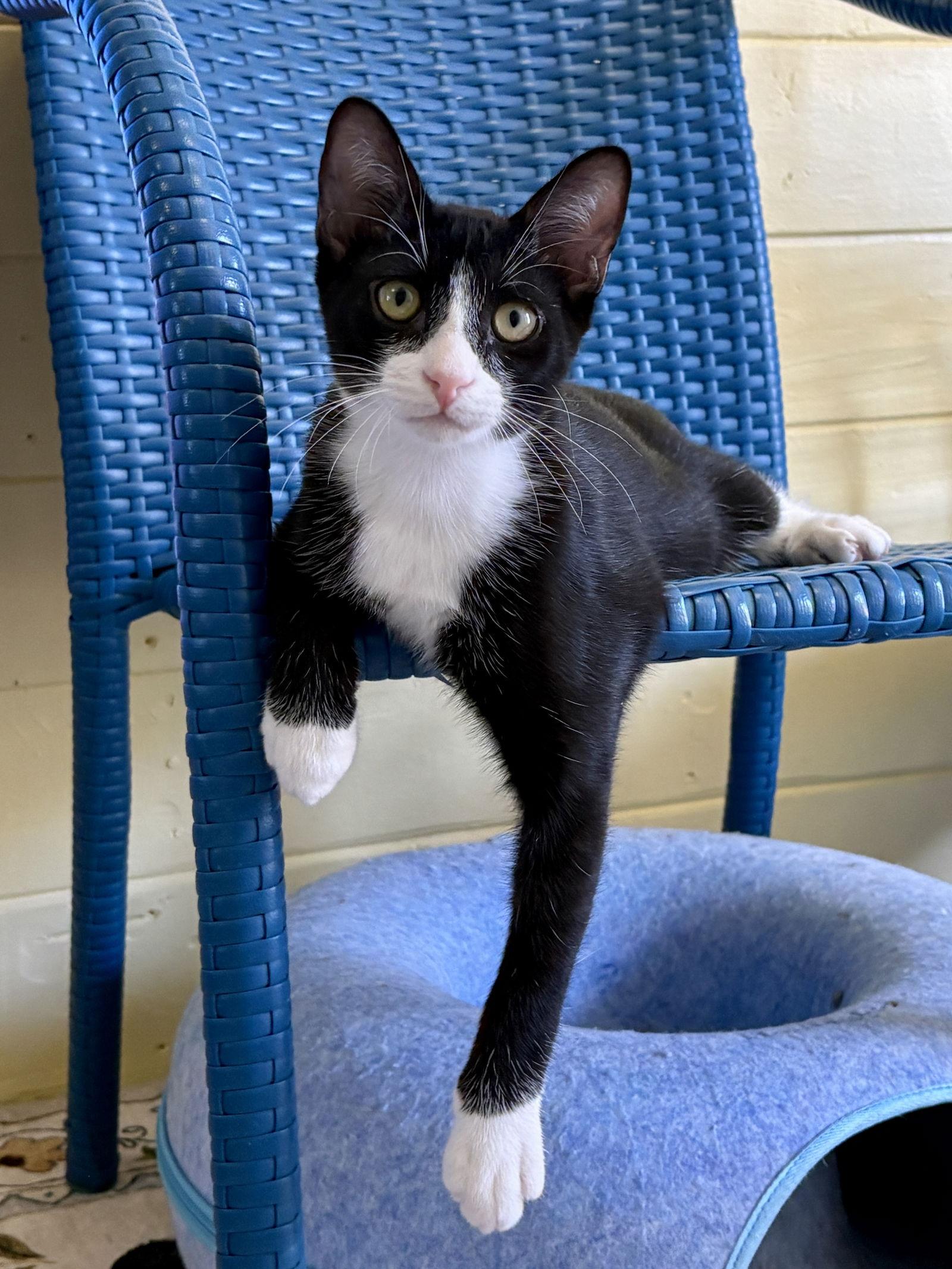 Enlarge Bart, a Adoptable Domestic Short Hair in Phoenix, AZ image 3/3