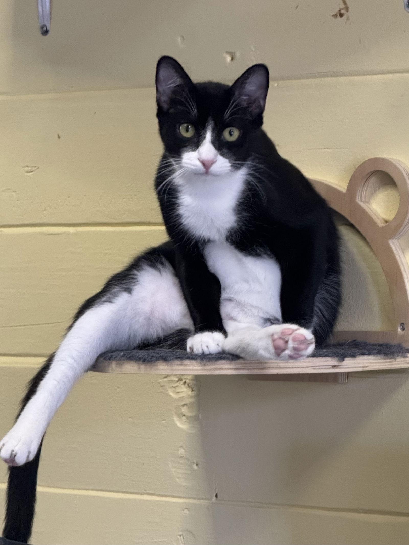 Enlarge Bart BONDED with Simpson, a Adoptable Domestic Short Hair in Phoenix, AZ image 3/3