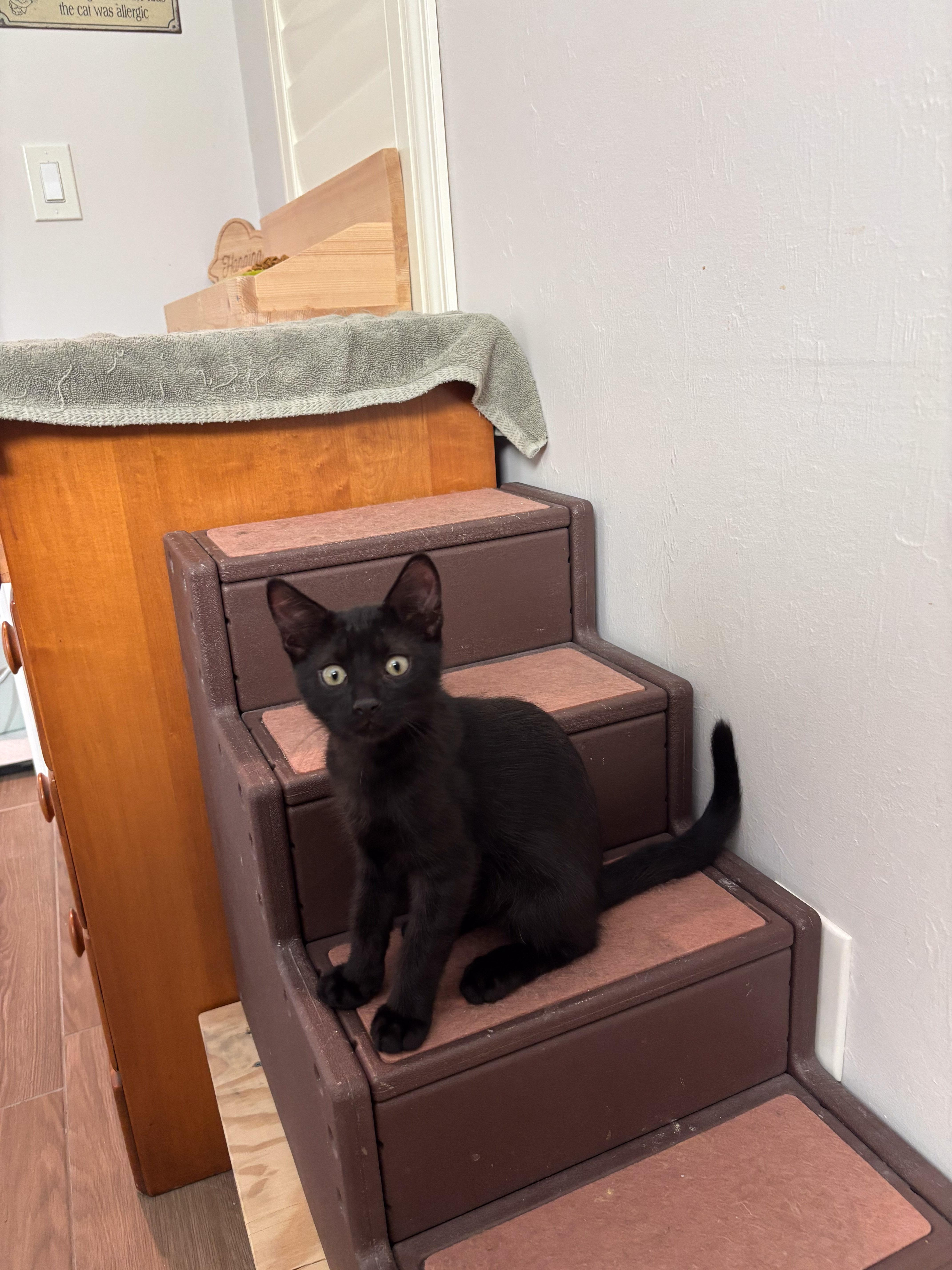 Enlarge Neko, a Adoptable Domestic Short Hair in Naples, FL image 4/6