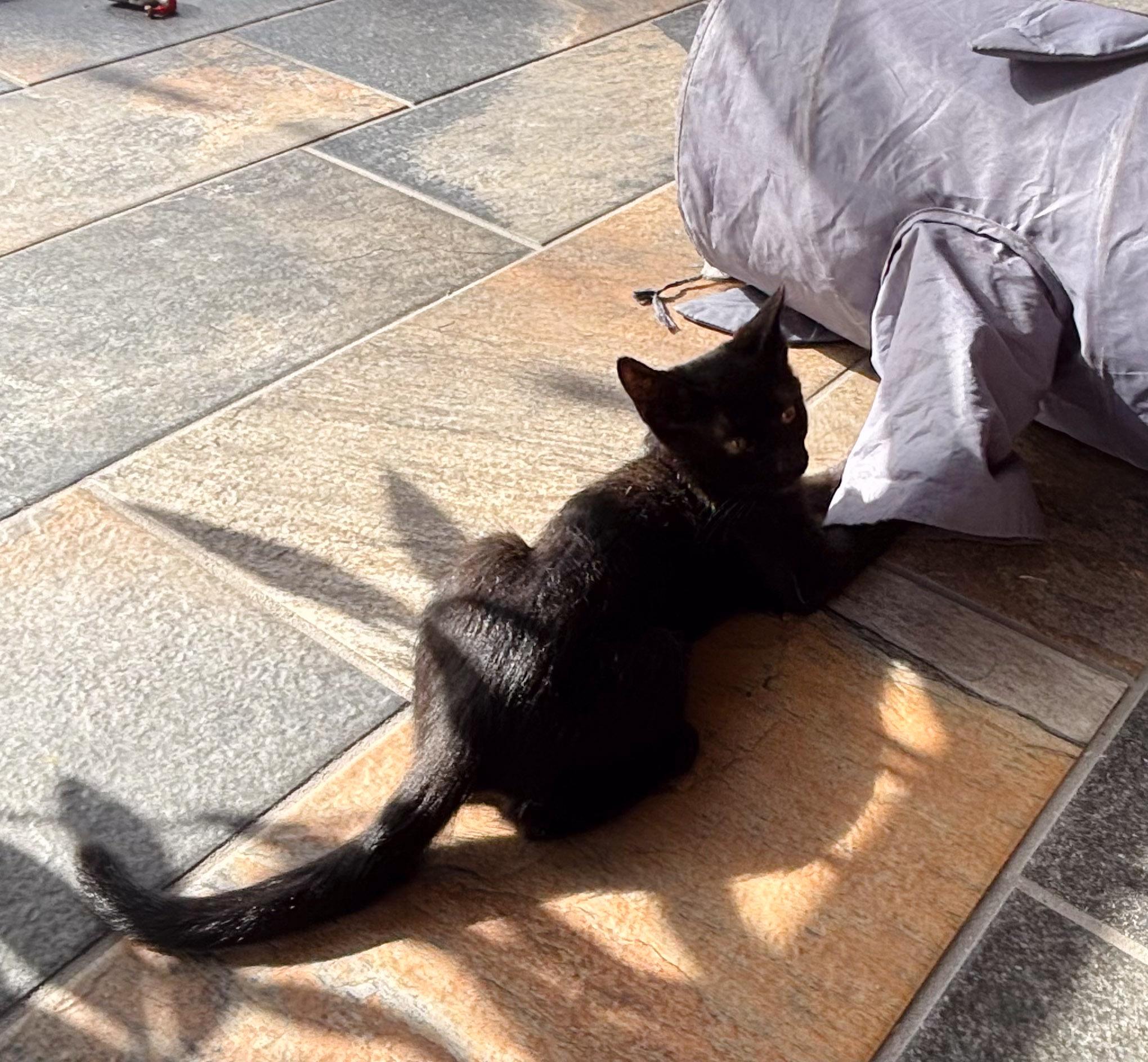 Enlarge Neko, a Adoptable Domestic Short Hair in Naples, FL image 3/6