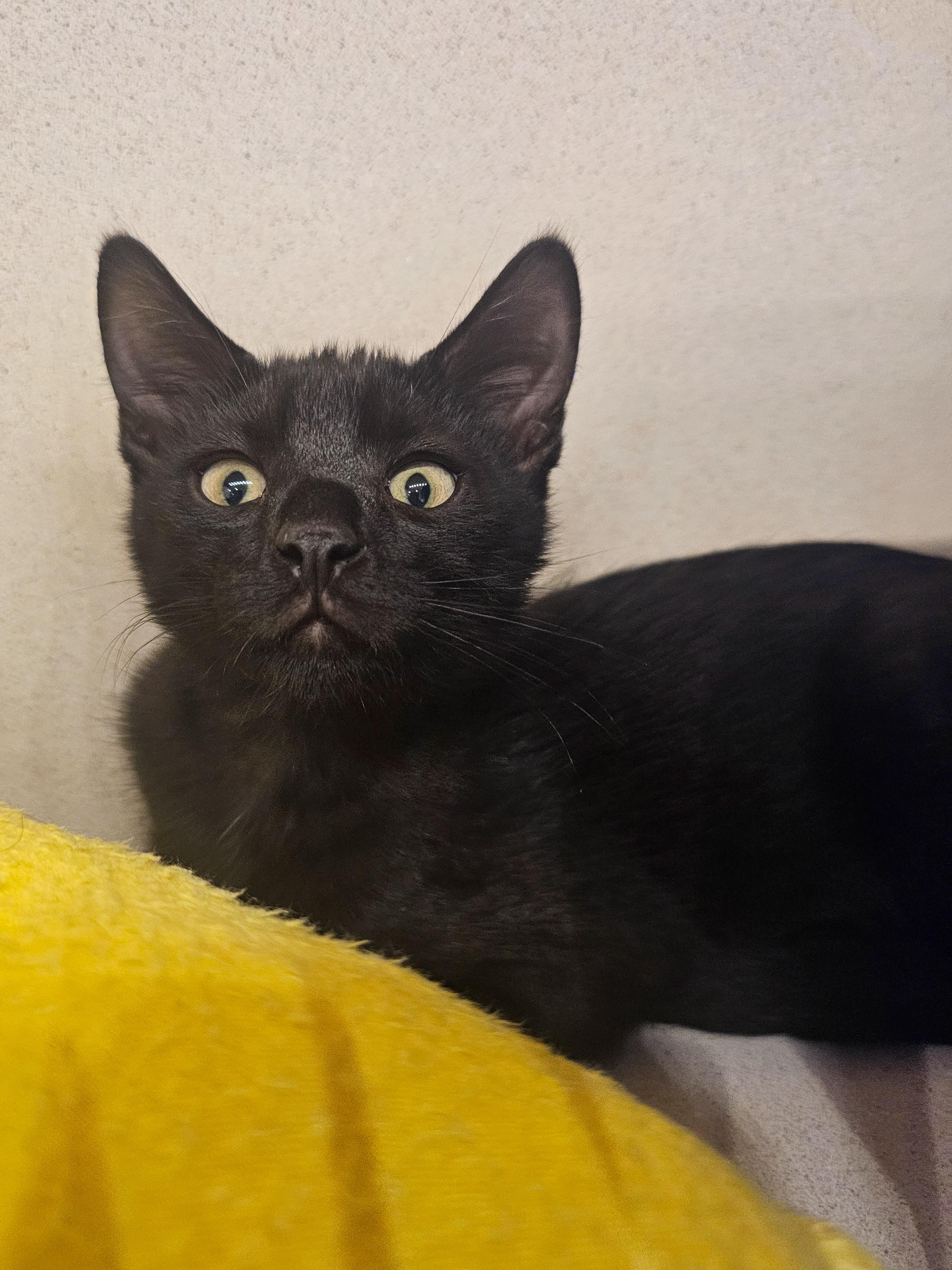 Enlarge Neko, a Adoptable Domestic Short Hair in Naples, FL image 5/6