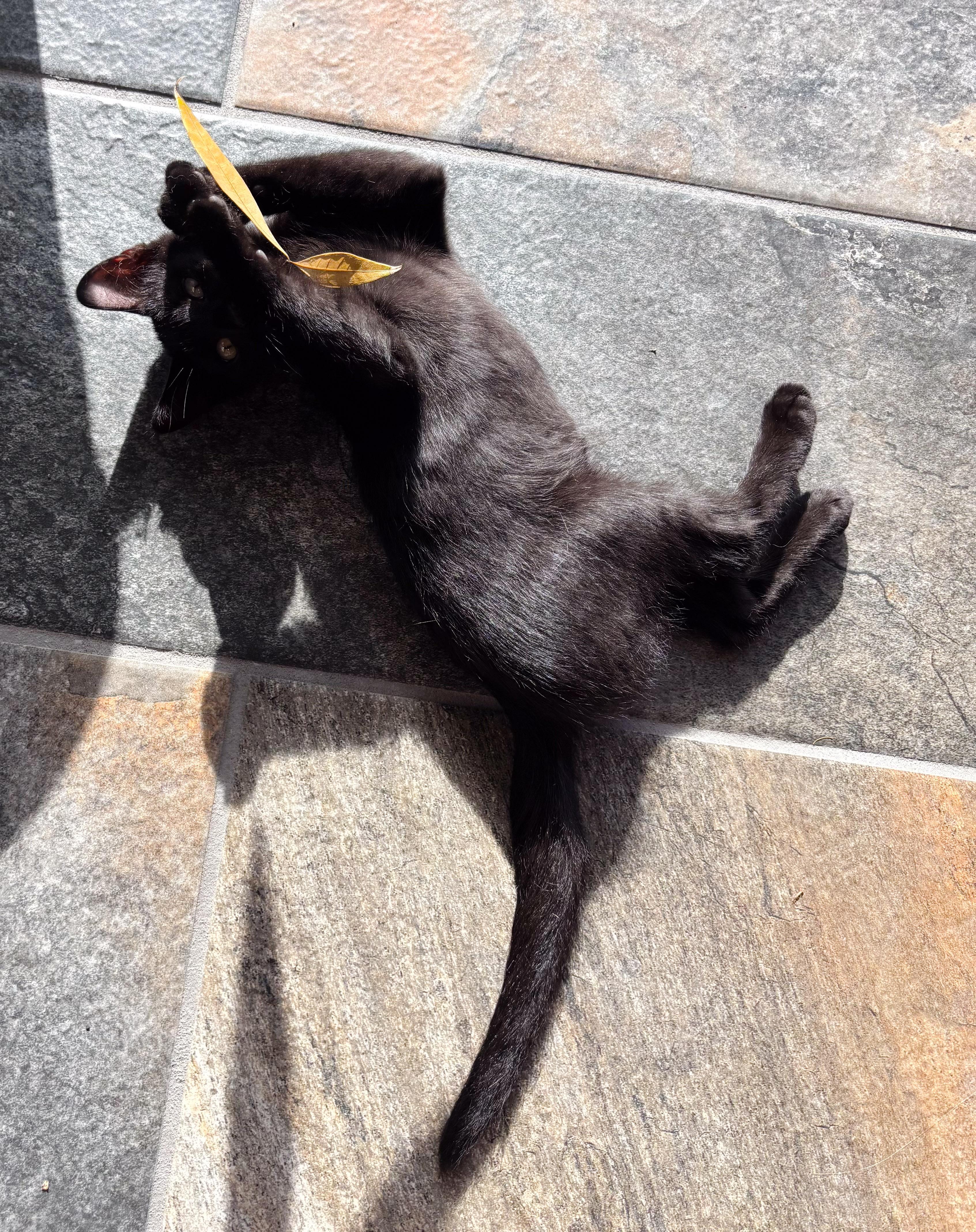 Enlarge Neko, a Adoptable Domestic Short Hair in Naples, FL image 2/6