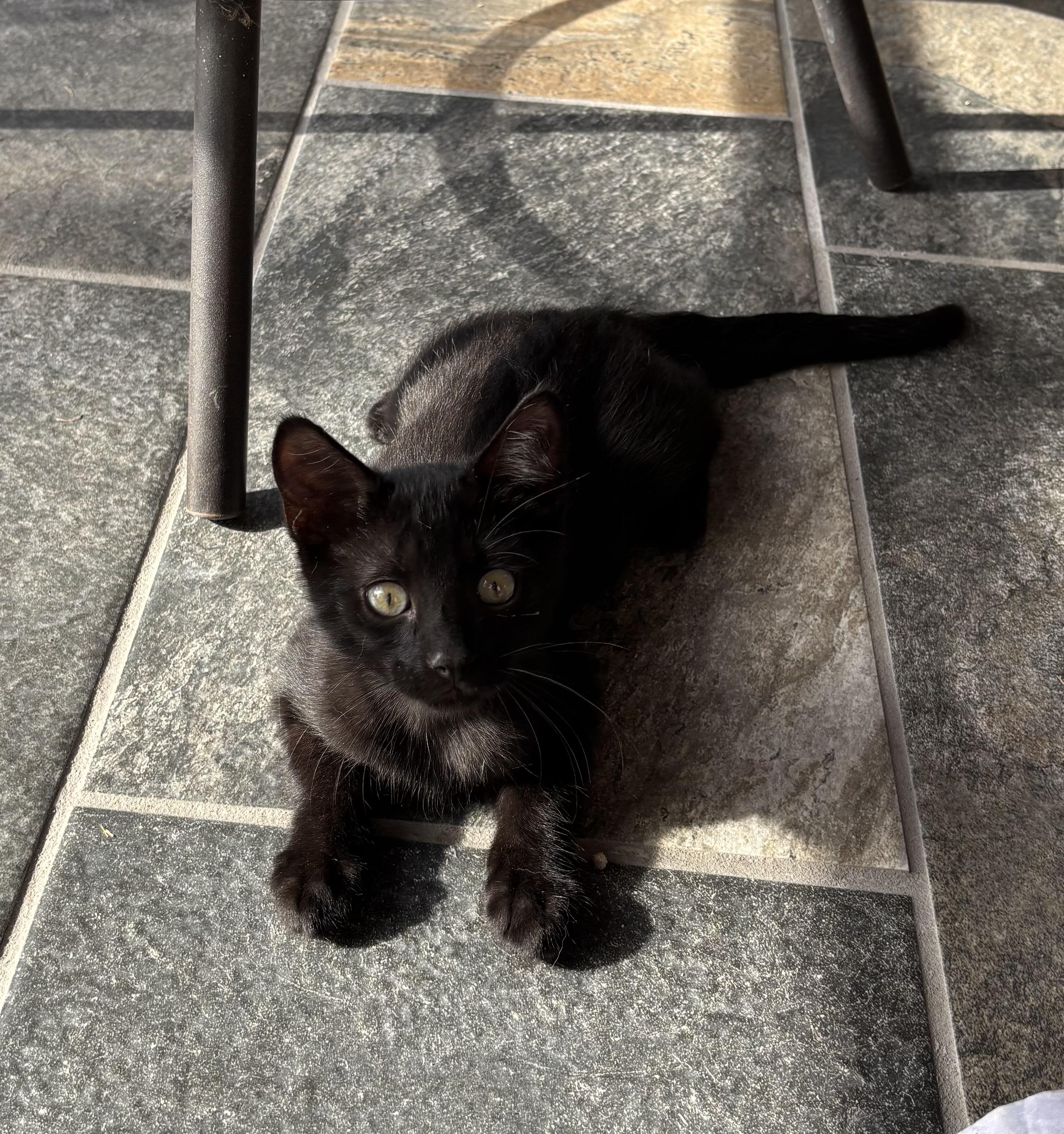 Neko, Adoptable, Young Male Domestic Short Hair.