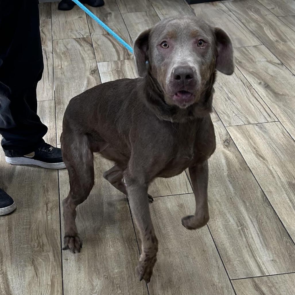 Enlarge Davina, a Adoptable mixed breed in Newark, NJ image 1/1