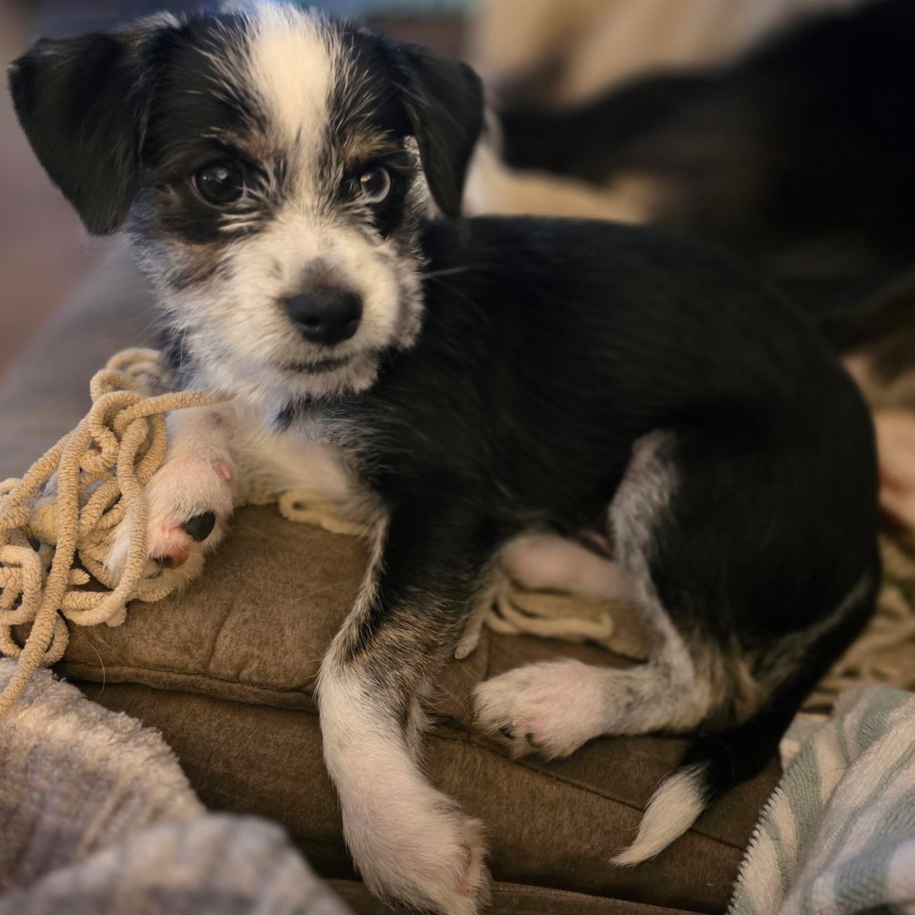 Enlarge Rocky, a Adoptable mixed breed in Anderson, SC image 2/2