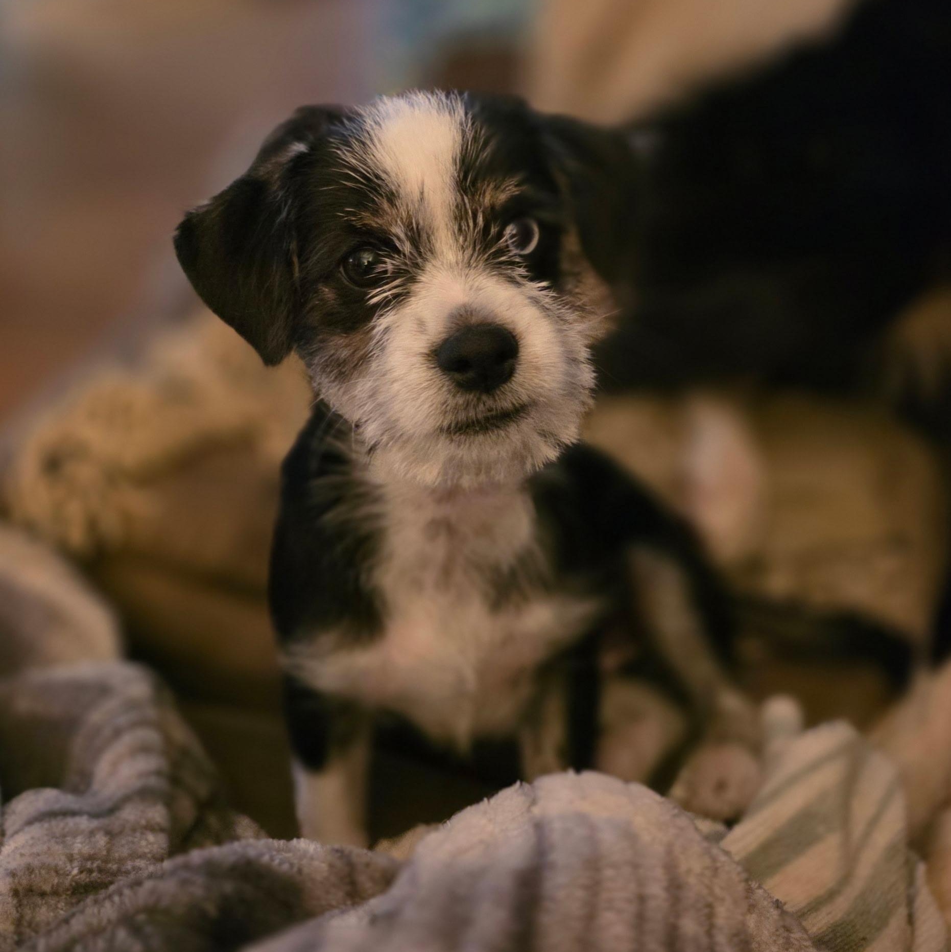 Rocky, Adoptable, Puppy Male Terrier.