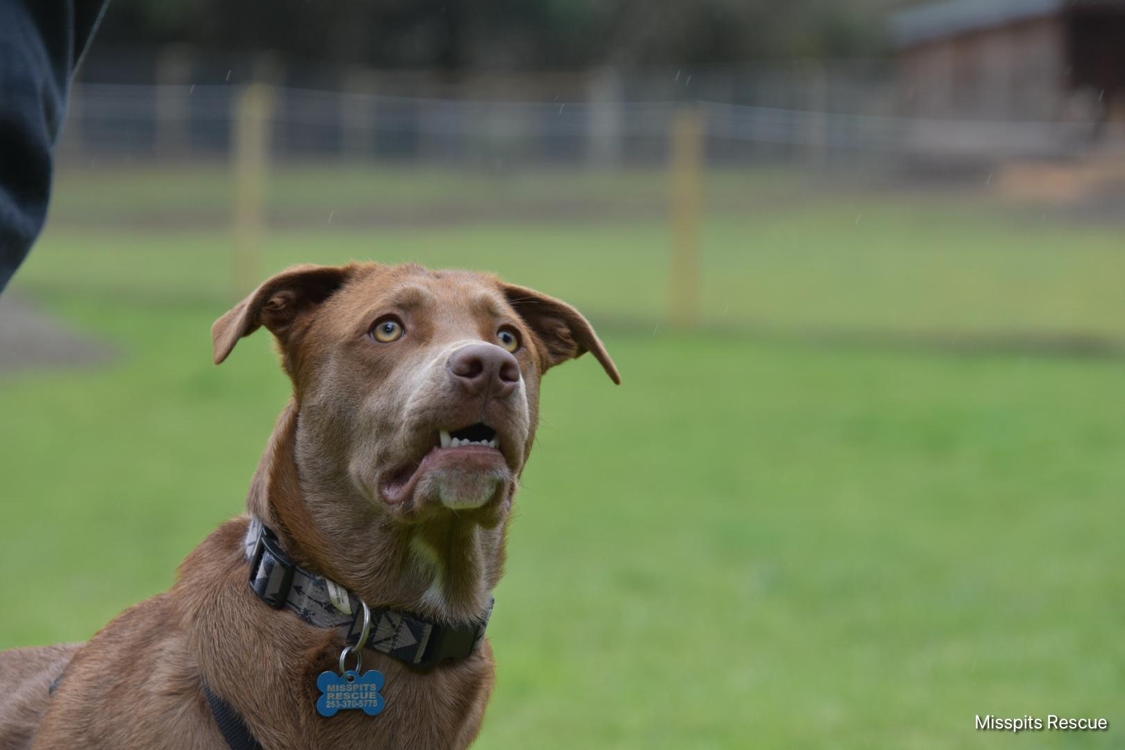 Vegard, Adoptable, Adult Male Chocolate Labrador Retriever & German Shepherd Dog.