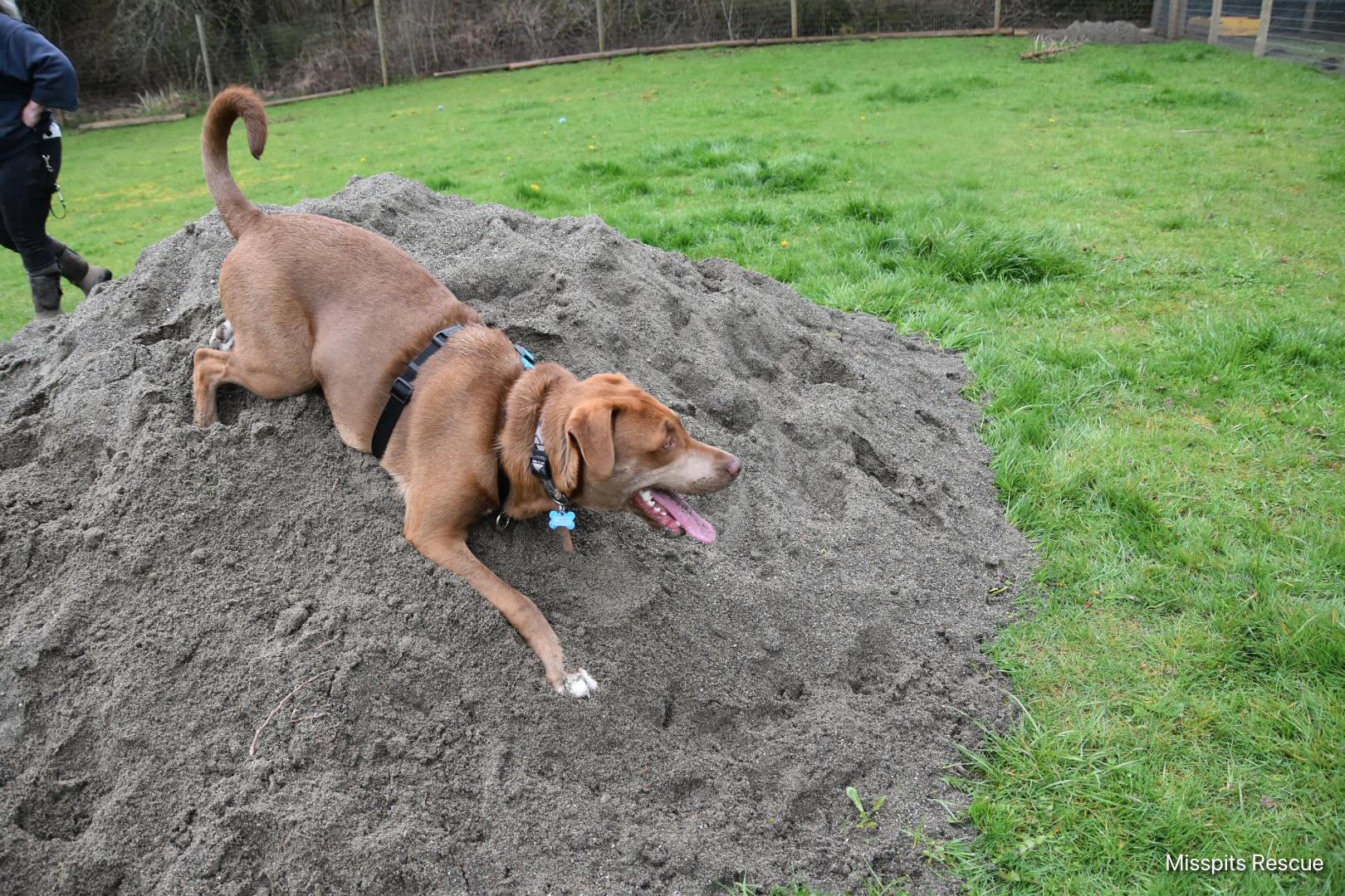 Enlarge Vegard, a Adoptable mixed breed in Oakville, WA image 2/5