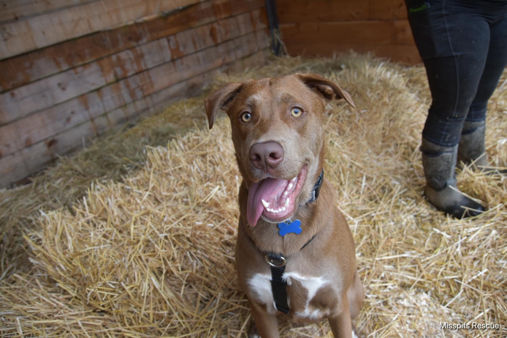 Enlarge Vegard, a Adoptable mixed breed in Oakville, WA image 3/5