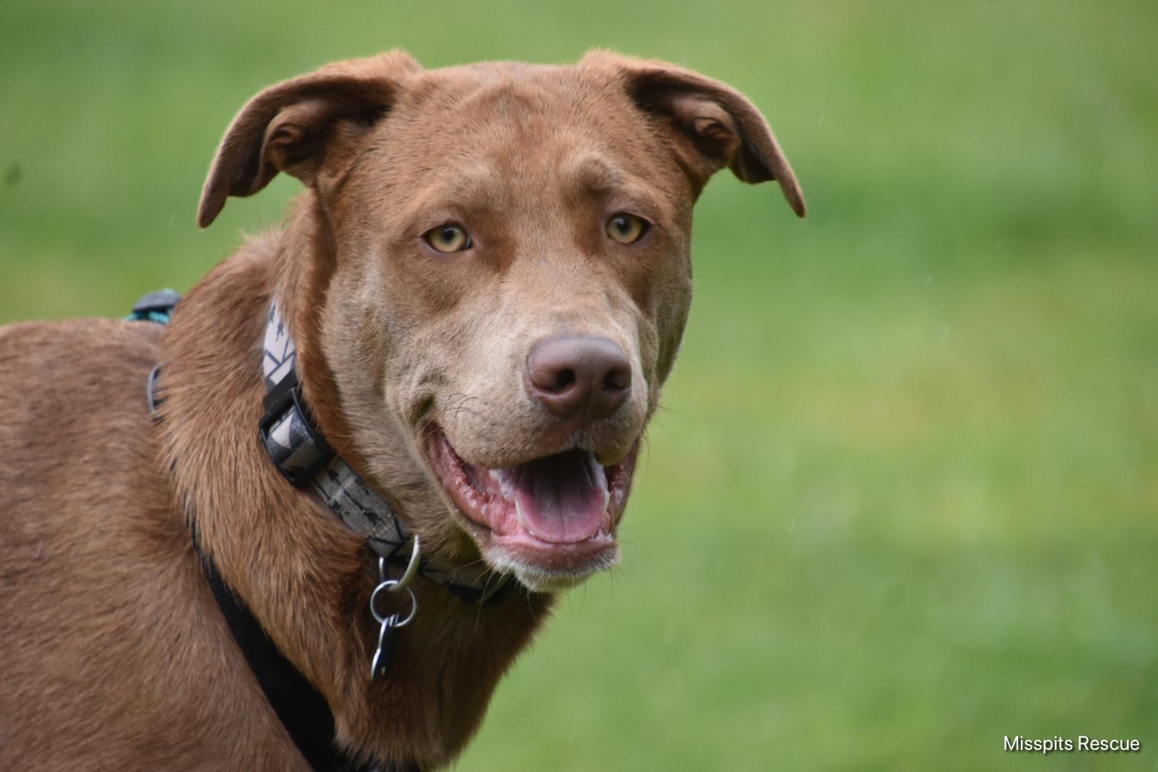 Enlarge Vegard, a Adoptable mixed breed in Oakville, WA image 4/5